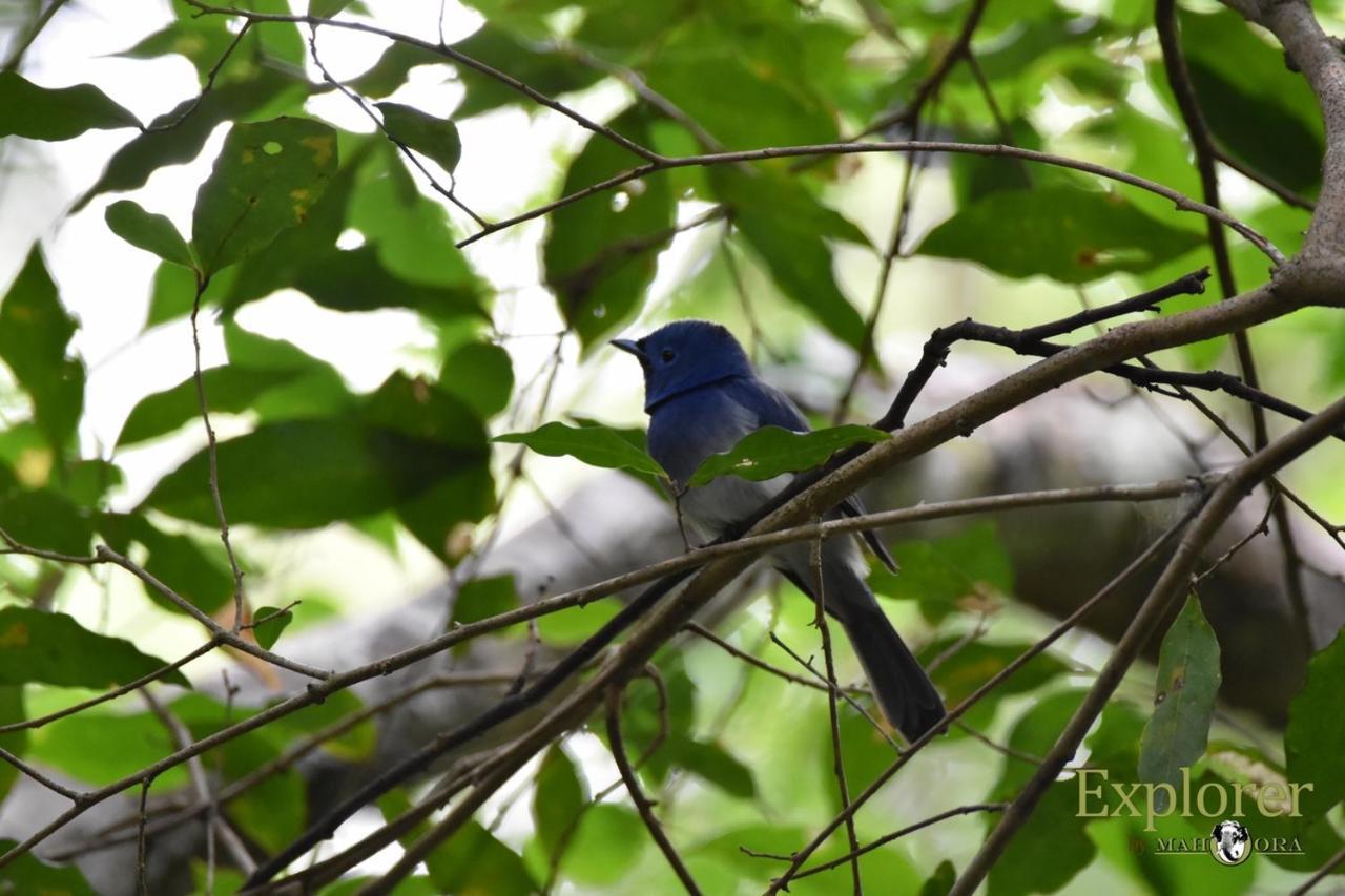 Explorer By Eco Team - Wasgamuwa National Park Екстер'єр фото