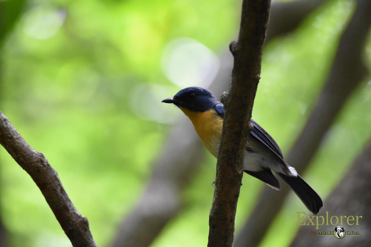 Explorer By Eco Team - Wasgamuwa National Park Екстер'єр фото