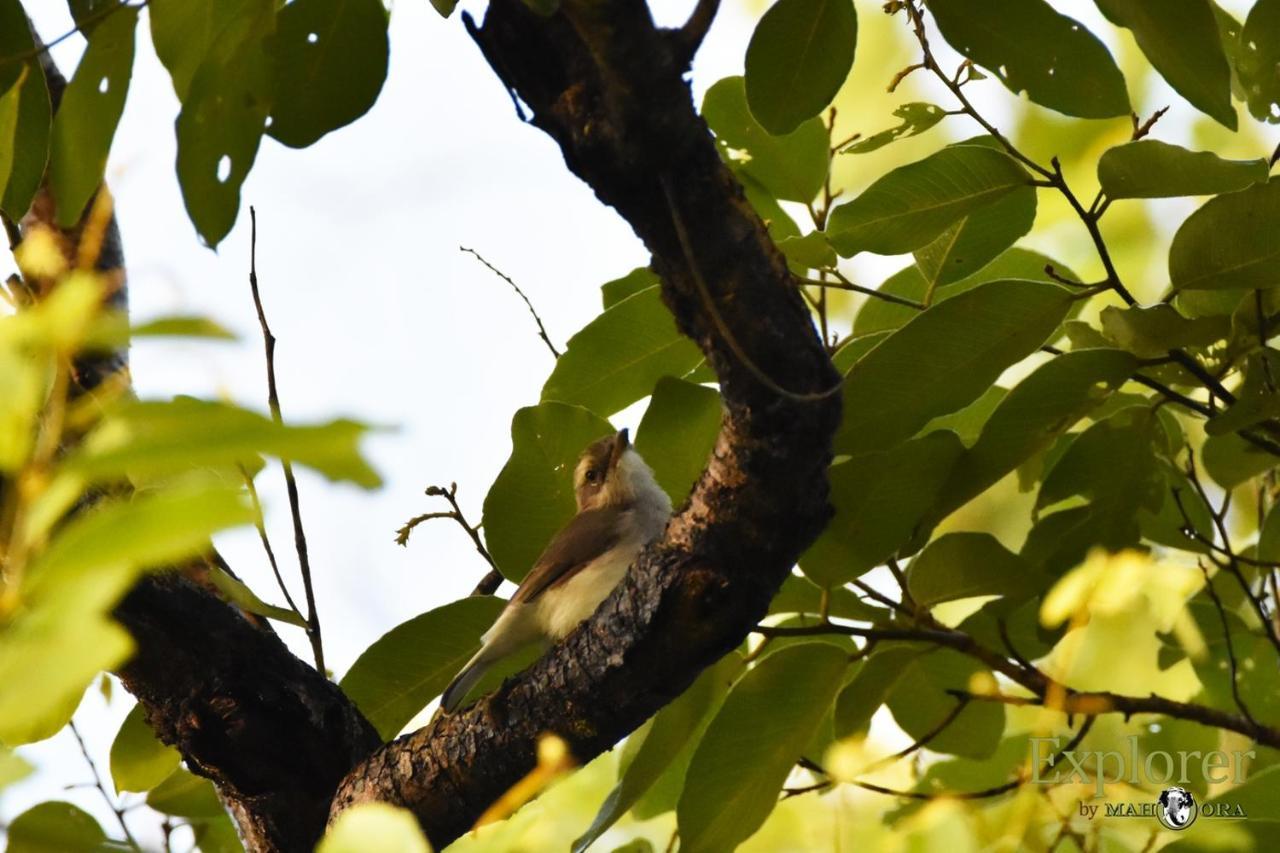 Explorer By Eco Team - Wasgamuwa National Park Екстер'єр фото
