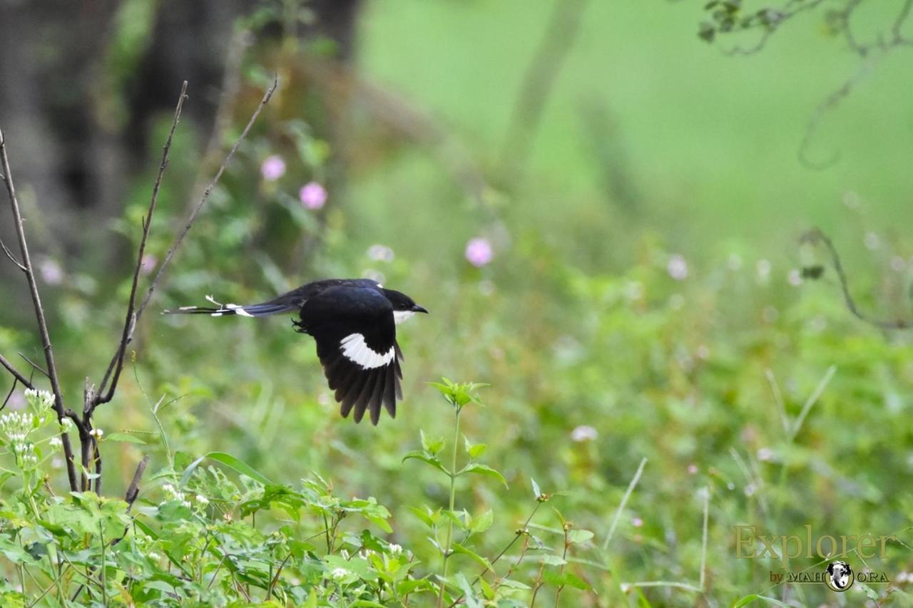 Explorer By Eco Team - Wasgamuwa National Park Екстер'єр фото