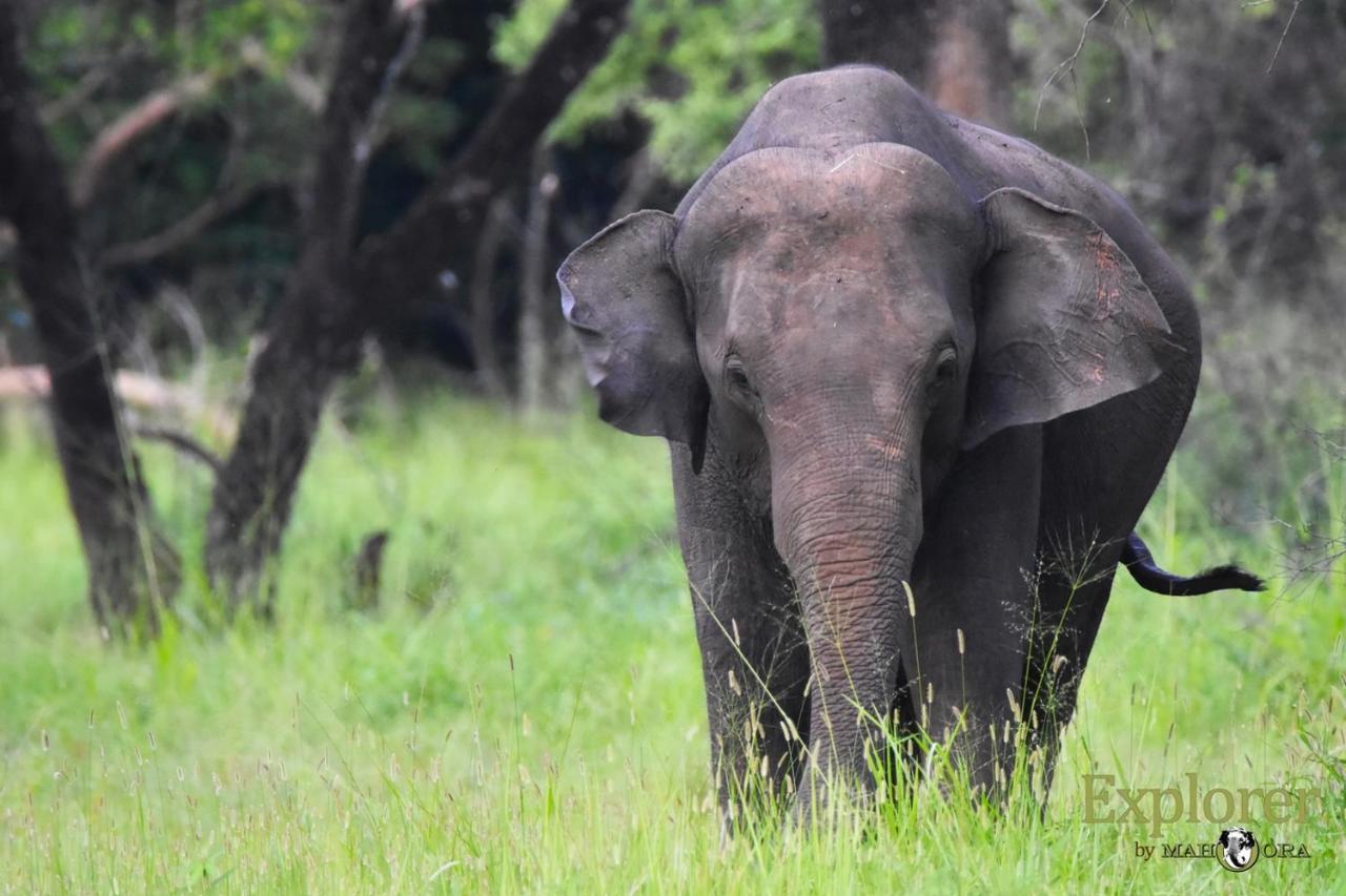 Explorer By Eco Team - Wasgamuwa National Park Екстер'єр фото