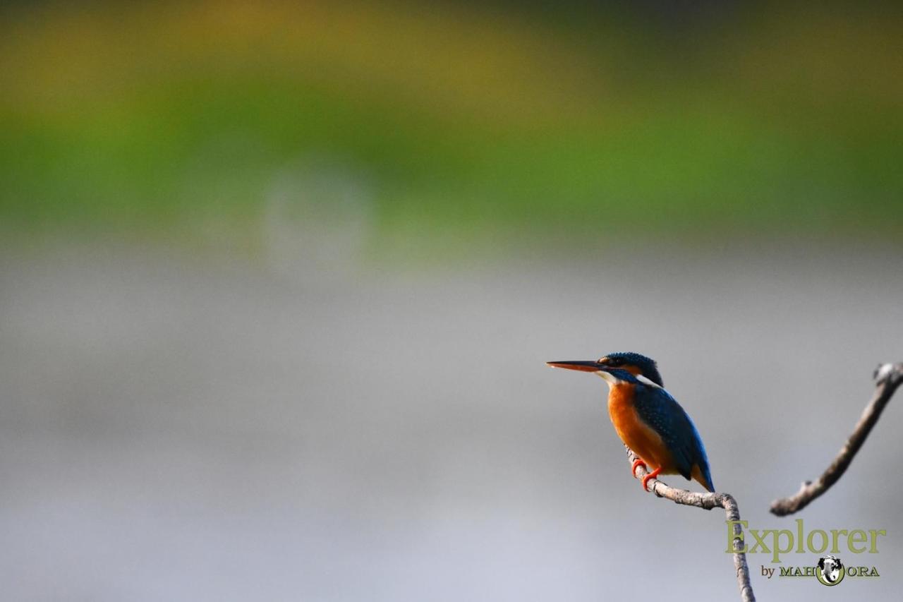 Explorer By Eco Team - Wasgamuwa National Park Екстер'єр фото