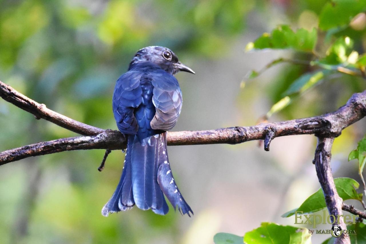 Explorer By Eco Team - Wasgamuwa National Park Екстер'єр фото