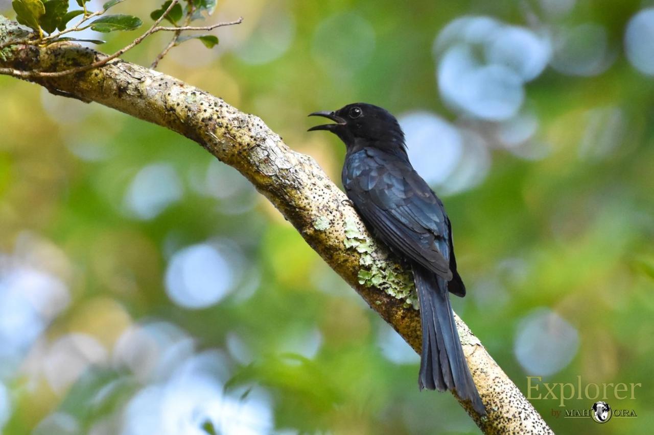 Explorer By Eco Team - Wasgamuwa National Park Екстер'єр фото