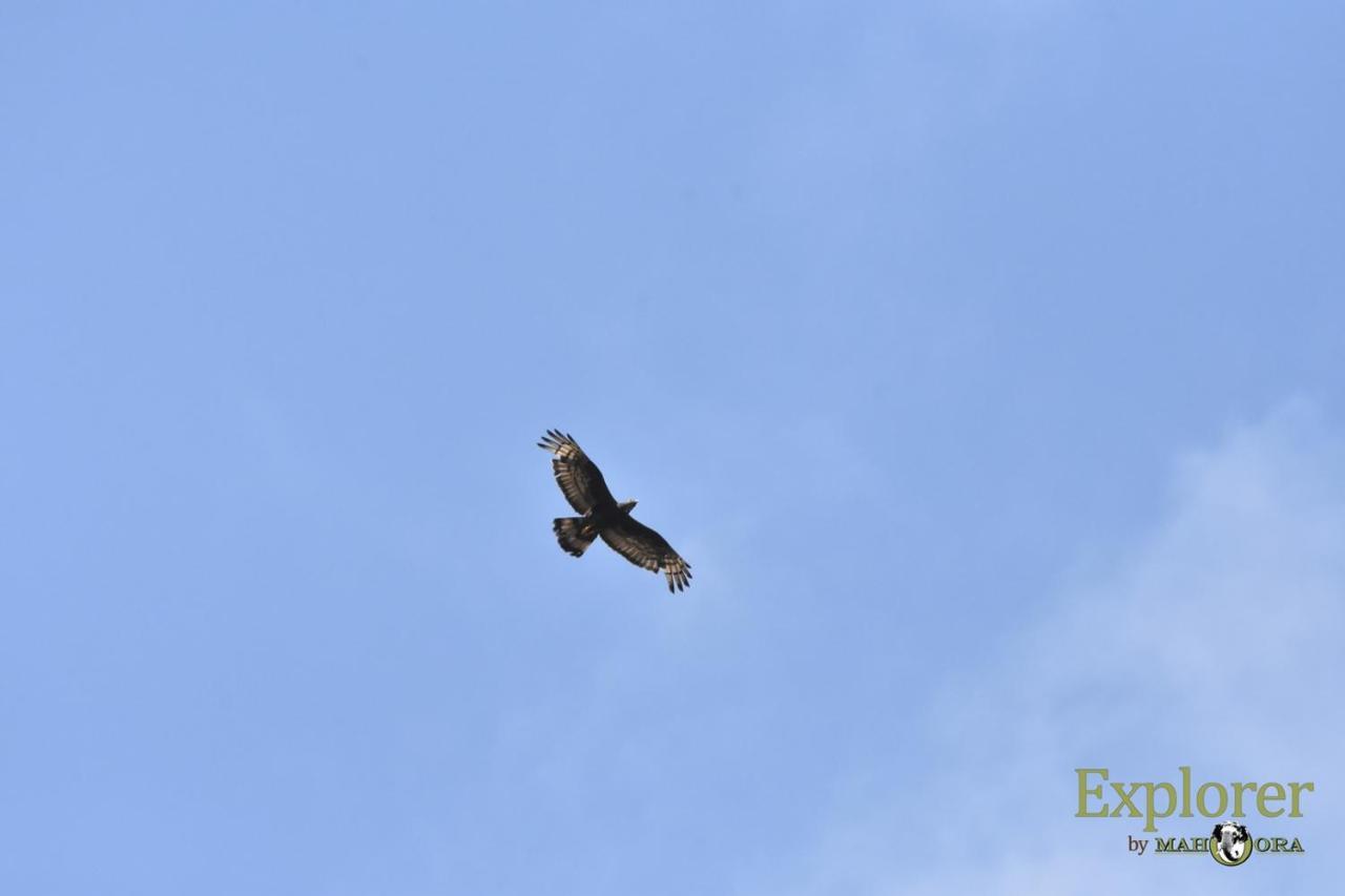 Explorer By Eco Team - Wasgamuwa National Park Екстер'єр фото