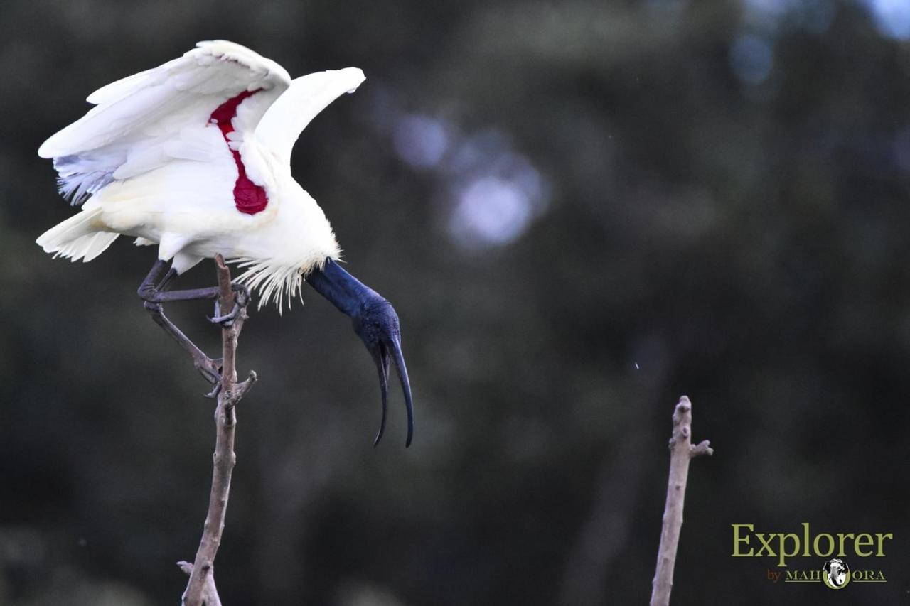 Explorer By Eco Team - Wasgamuwa National Park Екстер'єр фото