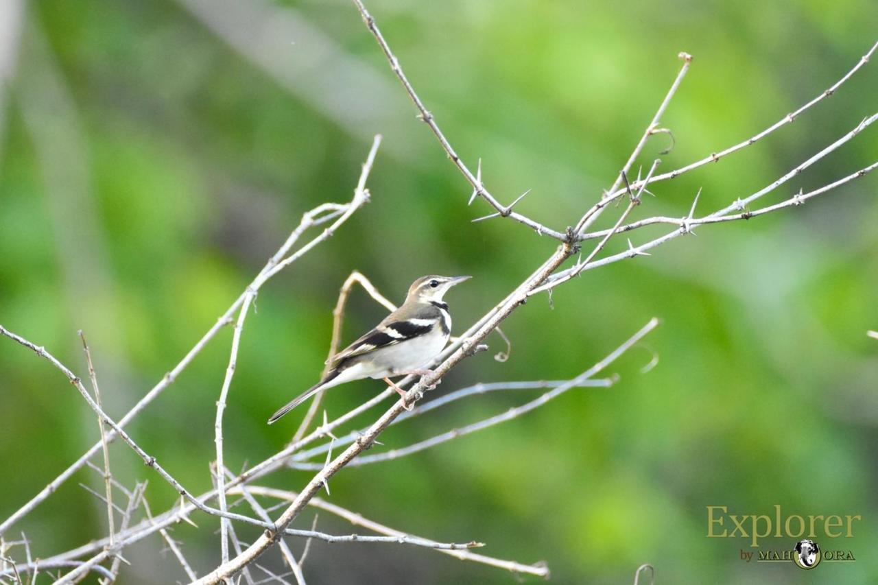 Explorer By Eco Team - Wasgamuwa National Park Екстер'єр фото