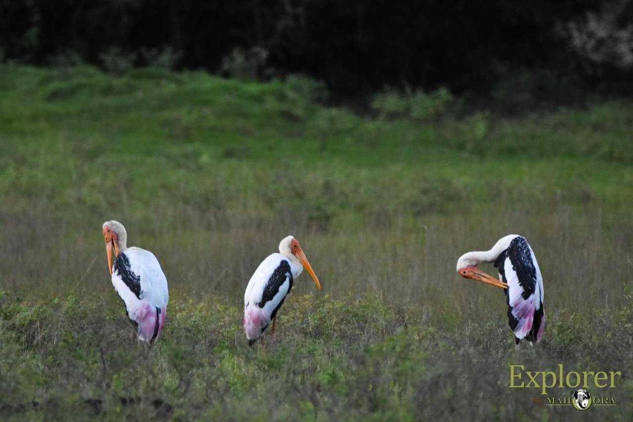 Explorer By Eco Team - Wasgamuwa National Park Екстер'єр фото