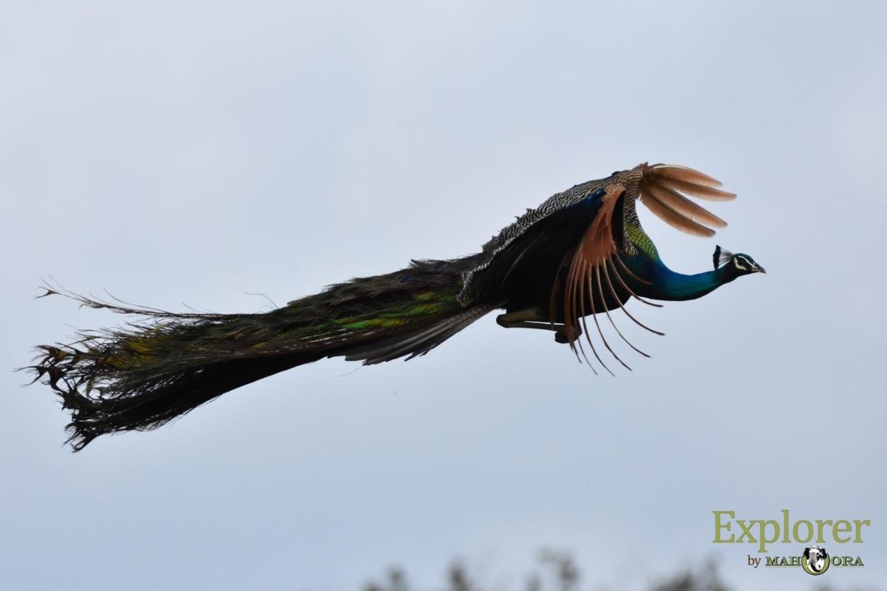 Explorer By Eco Team - Wasgamuwa National Park Екстер'єр фото