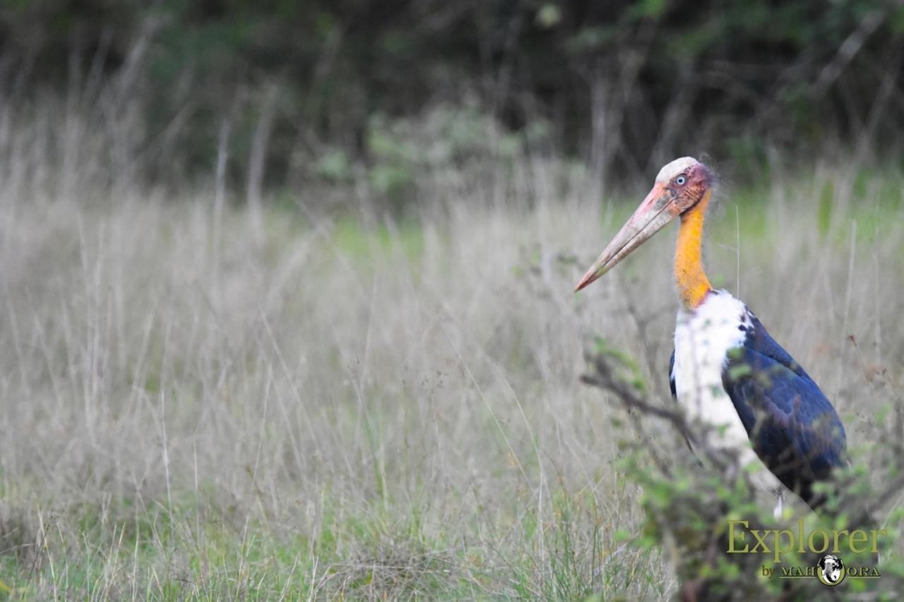 Explorer By Eco Team - Wasgamuwa National Park Екстер'єр фото