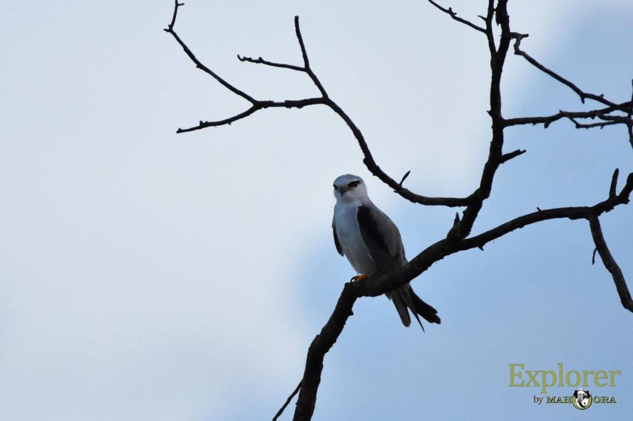 Explorer By Eco Team - Wasgamuwa National Park Екстер'єр фото