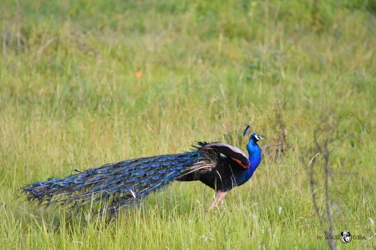 Explorer By Eco Team - Wasgamuwa National Park Екстер'єр фото