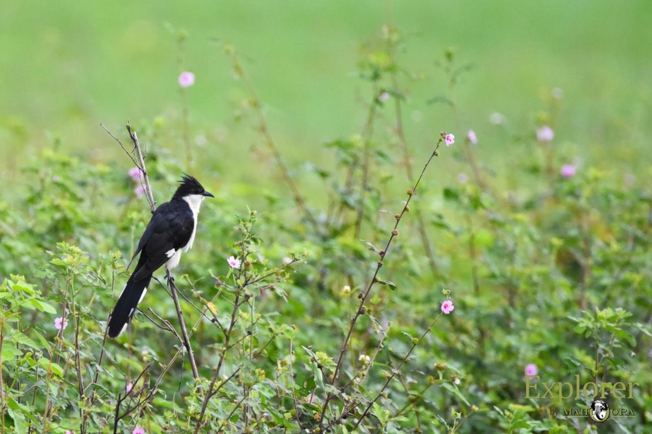 Explorer By Eco Team - Wasgamuwa National Park Екстер'єр фото