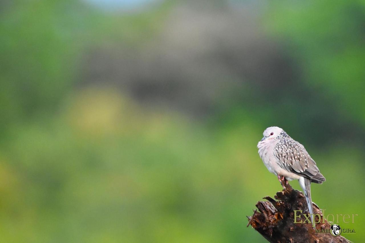 Explorer By Eco Team - Wasgamuwa National Park Екстер'єр фото