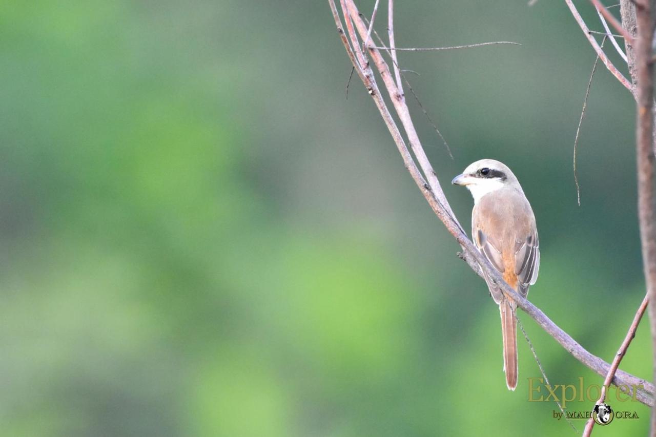 Explorer By Eco Team - Wasgamuwa National Park Екстер'єр фото