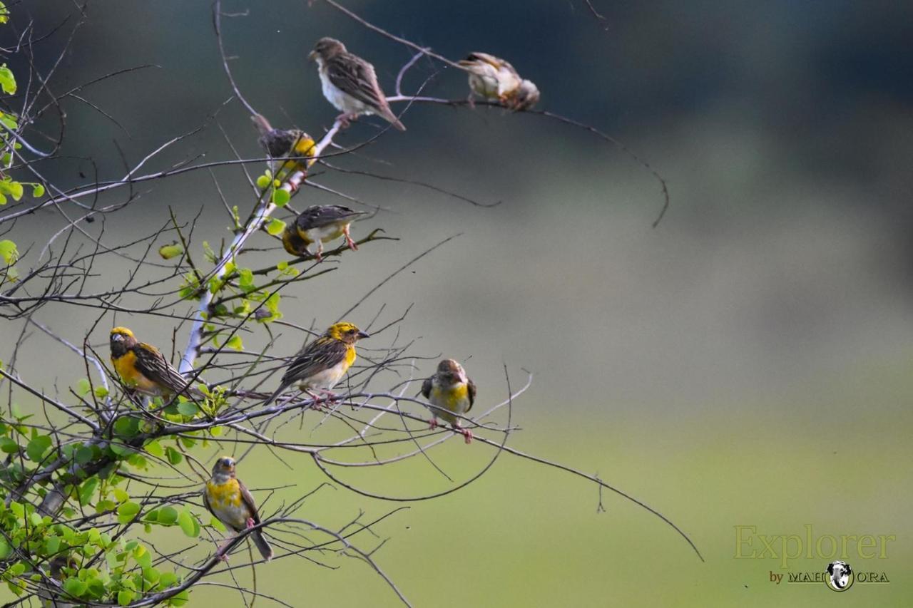Explorer By Eco Team - Wasgamuwa National Park Екстер'єр фото