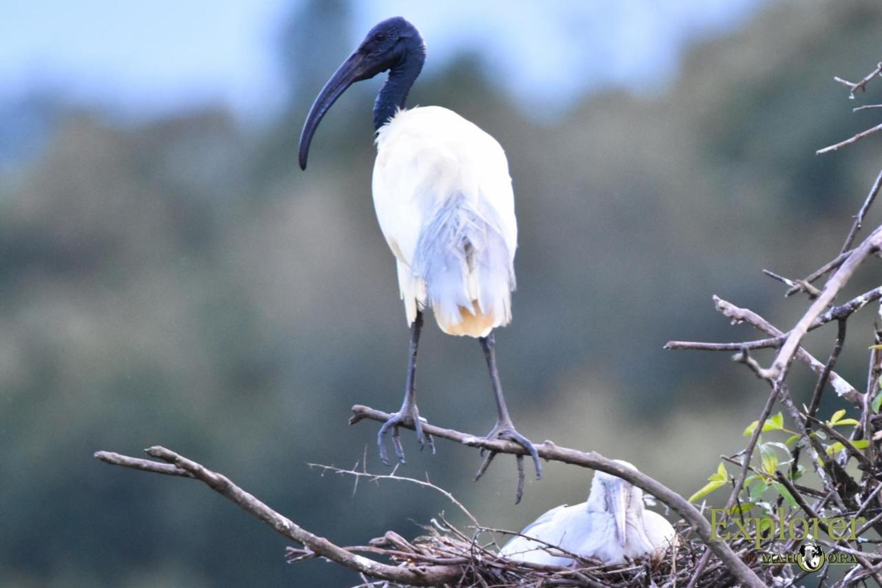 Explorer By Eco Team - Wasgamuwa National Park Екстер'єр фото
